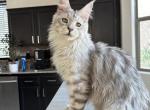 Caesar - Maine Coon Kitten For Sale - 