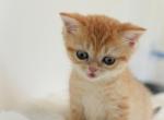 Tiger - British Shorthair Kitten For Sale - Philadelphia, PA, US