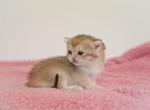 Cloud - British Shorthair Kitten For Sale - Philadelphia, PA, US