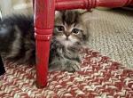 Pheonix - Persian Kitten For Sale - Vincennes, IN, US