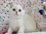 Lana_ - British Shorthair Kitten For Sale - Hollywood, FL, US