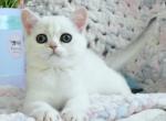 Leon - British Shorthair Kitten For Sale - Hollywood, FL, US