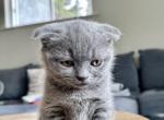 Laurus - Scottish Fold Kitten For Sale - 