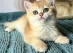 Bekky - British Shorthair Kitten For Sale - Hollywood, FL, US