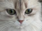 Reserved British BLH blue golden ay11 - British Shorthair Cat For Sale/Retired Breeding - 