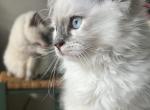 Kats Ravishing Ragdolls mitted blue point - Ragdoll Kitten For Sale - Lancaster, PA, US