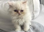 Flame point Persian Male - Persian Kitten For Sale - Clarksville, TN, US