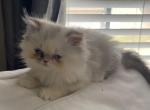 Seal point Persian Female - Persian Kitten For Sale - Clarksville, TN, US