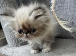 Seal Point Persian Male - Persian Kitten For Sale - Clarksville, TN, US