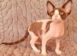 Watson - Devon Rex Kitten For Sale - Norwalk, CT, US