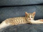 READBIOCAREFULLY - American Shorthair Kitten For Sale - Posen, IL, US