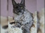 Bianca Polydactyl - Maine Coon Kitten For Sale - Miami, FL, US