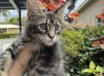 Milo - Maine Coon Kitten For Sale - Hollywood, FL, US