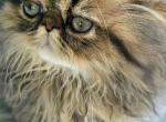 Golden Chinchilla Persian Boy - Persian Kitten For Sale - VA, US