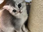 Chrome - Scottish Straight Kitten For Sale - Houston, TX, US