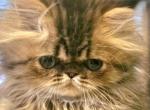 RESERVED Golden Chinchilla Persian Girl baby - Persian Kitten For Sale - VA, US