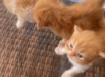 Golden litter - Persian Kitten For Sale - Parkville, MD, US