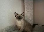 Emilia - European Burmese Kitten For Sale - ID, US