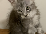 no name - Maine Coon Kitten For Sale - 