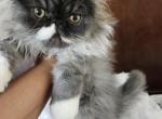 Chonk RESERVED BY CHRIS - Persian Kitten For Sale - Yonkers, NY, US