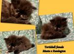 Cfa Registered kittens - Persian Kitten For Sale - Owasso, OK, US