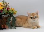 Spin - British Shorthair Kitten For Sale - Ashburn, VA, US