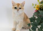 Sunny - British Shorthair Kitten For Sale - Ashburn, VA, US