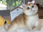 Matcha - British Shorthair Kitten For Sale - Las Vegas, NV, US