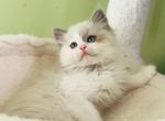 Pepper - Ragdoll Kitten For Sale - Las Vegas, NV, US