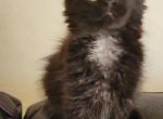 CityofMainecoons - Maine Coon Kitten For Sale - Apopka, FL, US