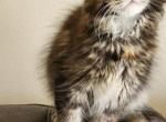 City of Mainecoons - Maine Coon Kitten For Sale - Apopka, FL, US