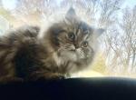 Honey - Persian Cat For Sale - Charlotte, NC, US
