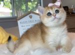 B007 - British Shorthair Kitten For Sale - Temple City, CA, US