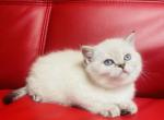 MONICA - British Shorthair Kitten For Sale - 