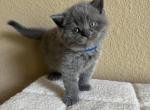 Blue boy - Scottish Straight Kitten For Sale - Houston, TX, US