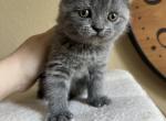 Blue color folded girl - Scottish Fold Kitten For Sale - Houston, TX, US