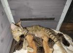 Mixed Bengal Kittens Orange or Gray in Color - Bengal Kitten For Adoption - 