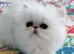 Female Chinchilla Silver Persian Fancy Feast Cat - Persian Kitten For Sale - Fallbrook, CA, US