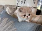 Beauty - Exotic Kitten For Sale - Cross Plains, TN, US