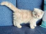 Ivory - Exotic Kitten For Sale - TN, US