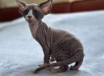 X - Devon Rex Kitten For Sale - Philadelphia, PA, US