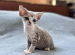 Y - Devon Rex Kitten For Sale - Philadelphia, PA, US