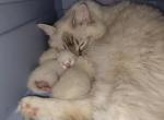 TICA Registered Ragdoll Kittens Born June 14th - Ragdoll Kitten For Sale - 