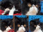 Handsome male Persian 15mo young - Persian Cat For Sale - 