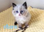 Acorn - Ragdoll Kitten For Sale - Phoenix, AZ, US