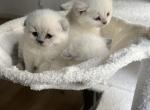 The Three Musketeers - Scottish Fold Kitten For Sale - 