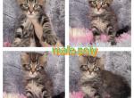 Hybrid - Maine Coon Kitten For Sale - 