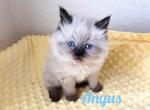 Angus - Ragdoll Kitten For Sale - Phoenix, AZ, US