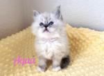 Aqua - Ragdoll Kitten For Sale - Phoenix, AZ, US