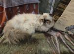 Mocha - Himalayan Cat For Sale - Duvall, WA, US